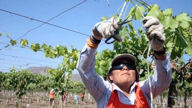Estudio sobre trabajadores informales arroja necesidad 