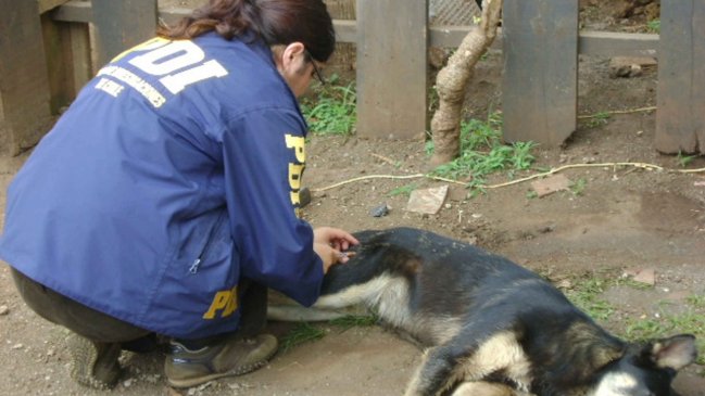 Campaña de la PDI busca combatir el maltrato animal