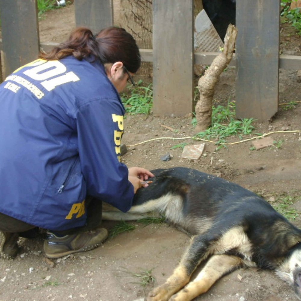 Campaña de la PDI busca combatir el maltrato animal