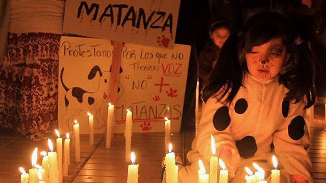 Con velatón denunciaron matanza de perros en Taltal