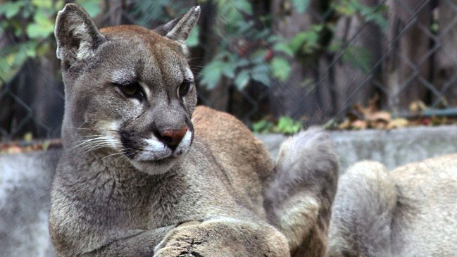 Ganaderos denuncian que pumas de Tompkins se comen sus animales