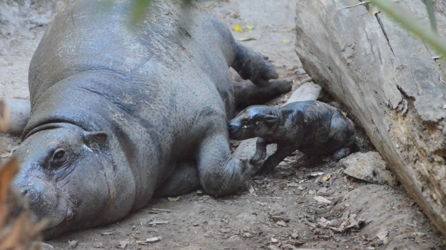 Buin Zoo dice adiós a primer hipopótamo pigmeo nacido en Chile