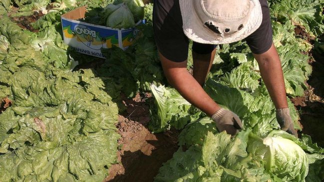 Sector agrícola perdió 15 mil puestos de trabajo en la Región del Maule