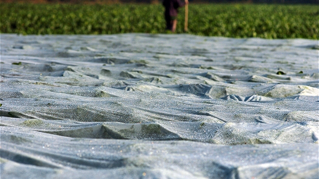 Indap levantó emergencia por heladas en el Maule