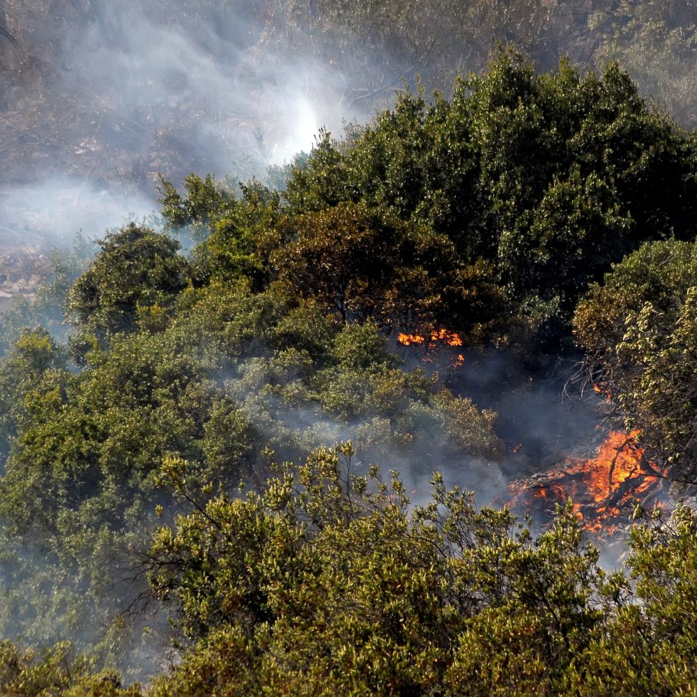 Incendios forestales en tres regiones preocupan al Ministerio de Agricultura