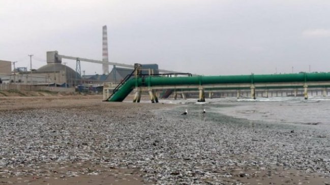 Investigan varazón de sardinillas en la localidad de Ventanas