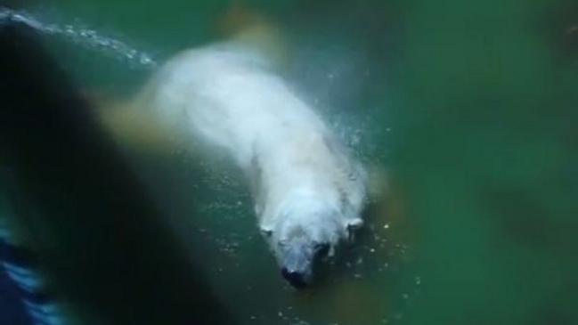 El único oso polar en Argentina es refrescado con mangueras debido a ola de calor