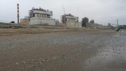  AES Gener: Varazón de sardinas fue inesperada  