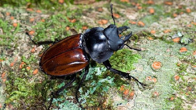 Descubren una nueva especie de escarabajo en Vietnam
