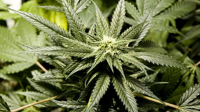 Incendio dejó al descubierto importante plantación de cannabis en Bélgica