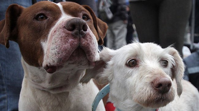 Consejos para que las mascotas sufran menos con la pirotecnia de Año Nuevo