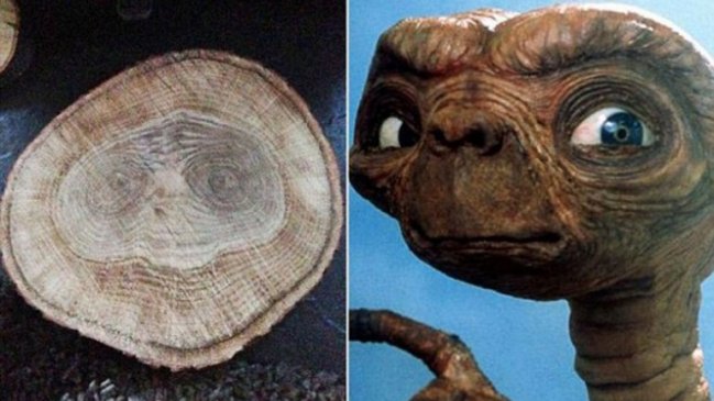Joven inglés descubrió el rostro de E.T. mientras cortaba leña
