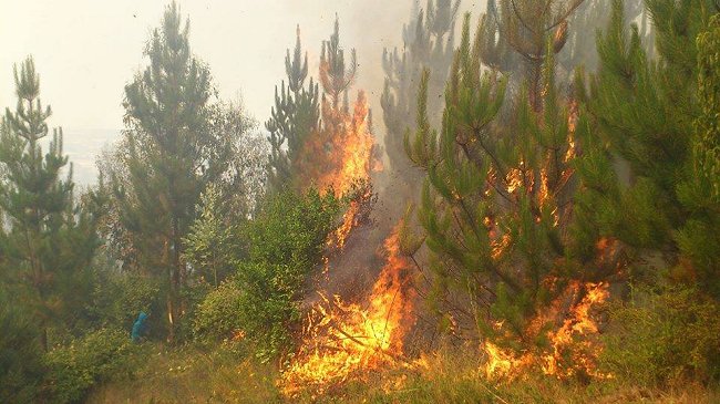 Incendio forestal quemó cuatro casas en la comunidad de Temucuicui