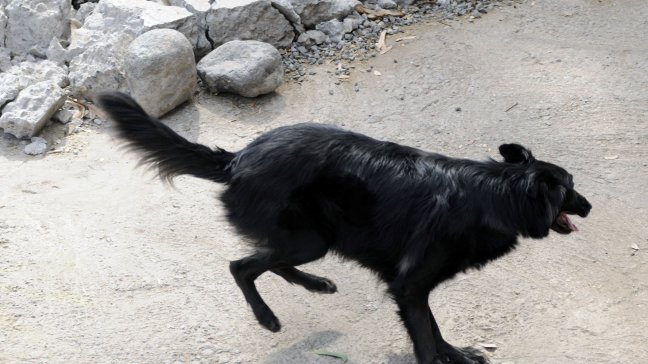 Perros defecan alineados con el campo magnético