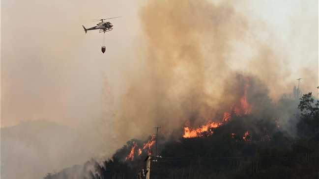 Autoridades se querellan por incendio forestal en Villa Alemana