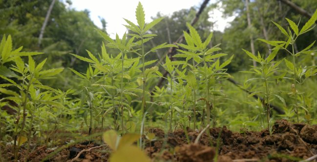 Uruguay recibe propuestas desde Chile para comprar marihuana medicinal