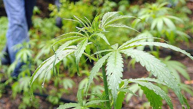 Hombre que intentó incendiar su casa fue detenido por cultivo indoor de marihuana