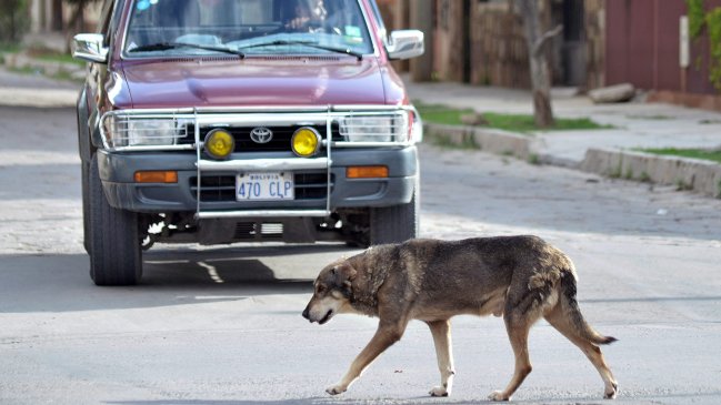 La historia del perro que espera a su amo muerto hace cinco años