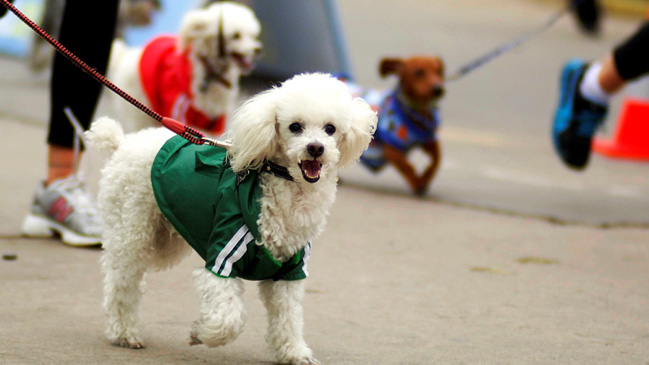 Nápoles pedirá ADN de perros para multar a quien no recoja los excrementos