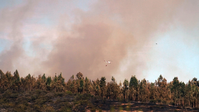 Incendio forestal en Melipilla: Tres a cuatro años para recuperar pérdidas