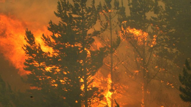 Conaf recibirá apoyo extranjero para combatir incendios forestales en Región del Maule