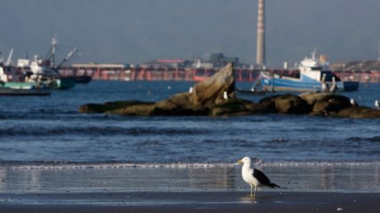  Contraloría: Puerto Ventanas es un bien privado  