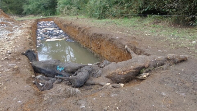 Diputado y denuncia de matanza de animales: Hubo ineficiencia del SAG