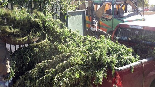 Senador estadounidense presentará proyecto para legalizar la marihuana