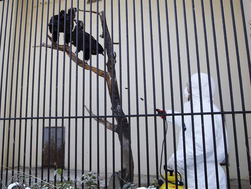 Corea del Sur confirmó dos nuevos casos de gripe aviar