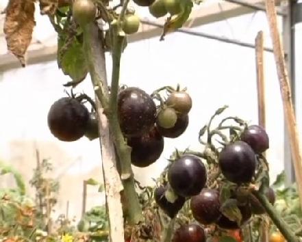 El tomate transgénico morado 