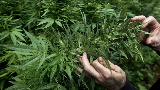 Uruguay extremará protección para registro de consumidores de marihuana