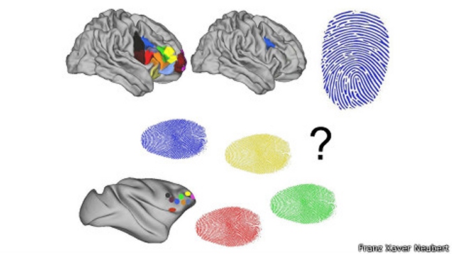 Identifican parte del cerebro que nos hace humanos