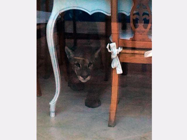 Puma fue sorprendido al interior de una casa en la comuna de Vitacura