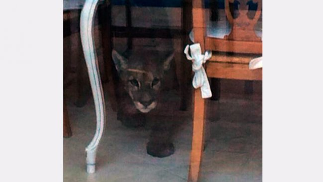 Puma fue sorprendido al interior de una casa en la comuna de Vitacura