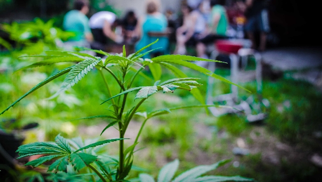Científicos uruguayos estudiarán la marihuana que se venderá en el país