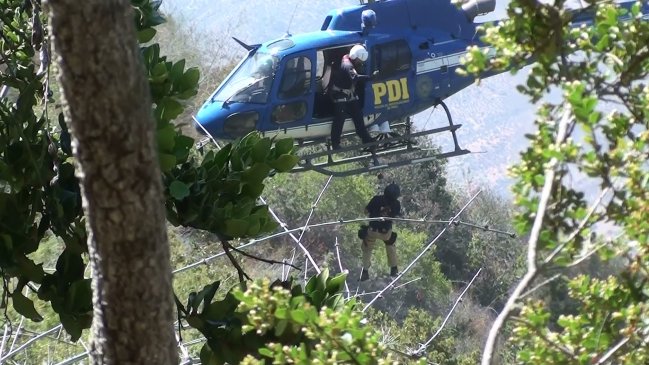 PDI incautó más de 24 mil plantas de marihuana en Los Vilos