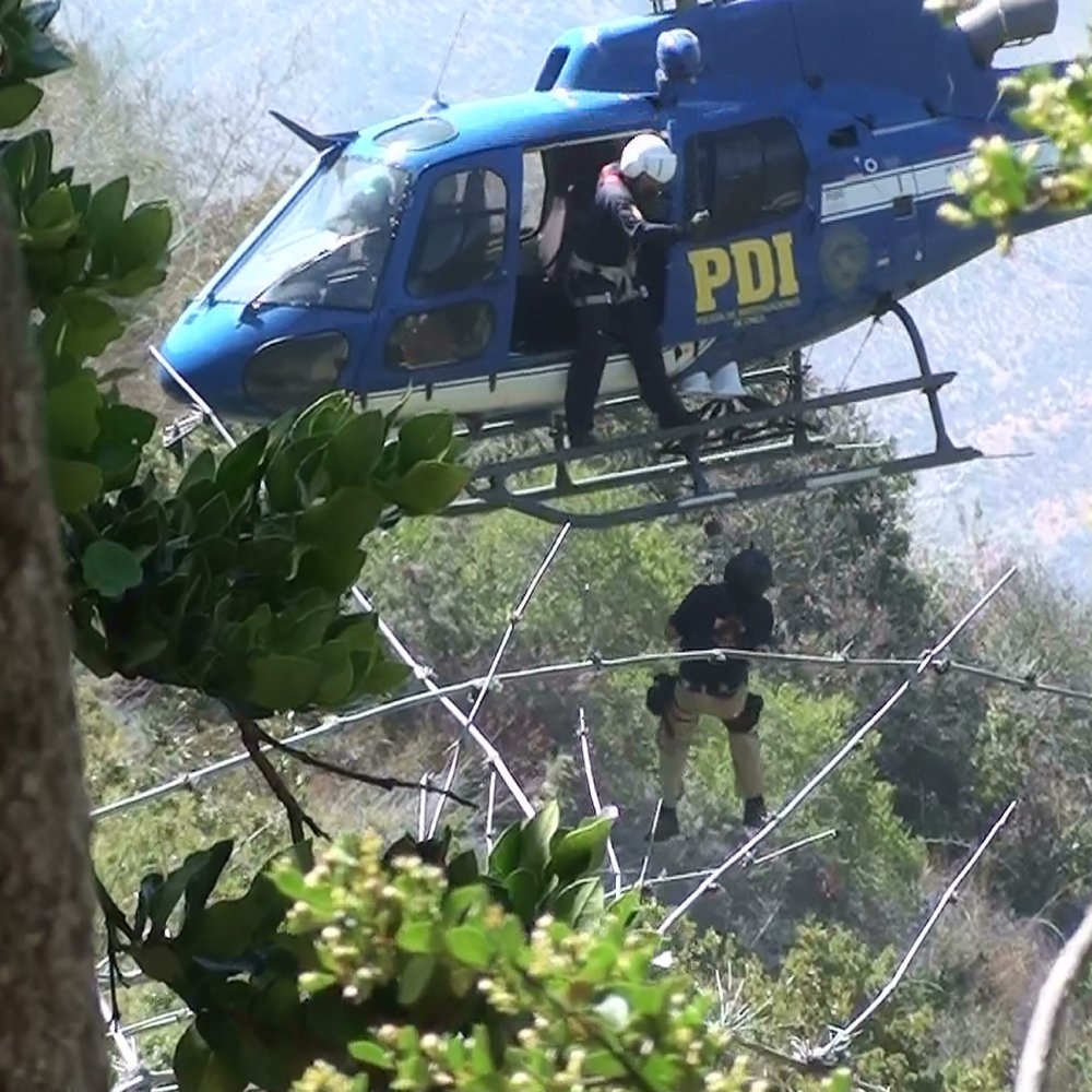 PDI incautó más de 24 mil plantas de marihuana en Los Vilos