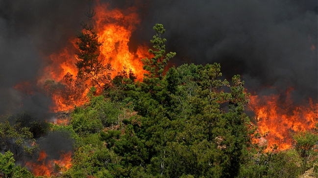 Incendio forestal se registra en un costado de la Autopista del Sol