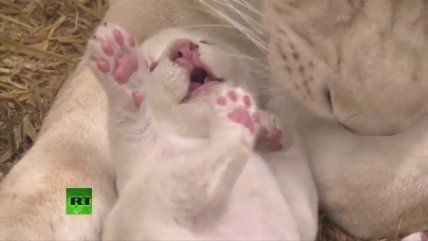   Tres leones albinos nacieron en Polonia 