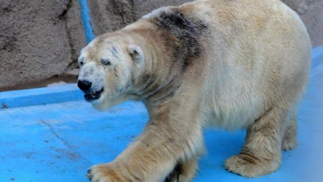 El oso polar 