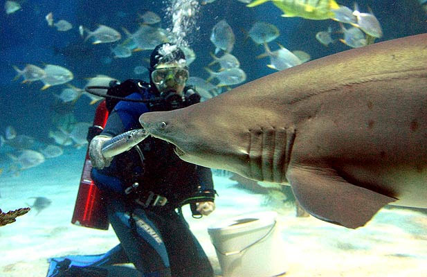 Buzo murió tras ser atacado por un tiburón en Australia