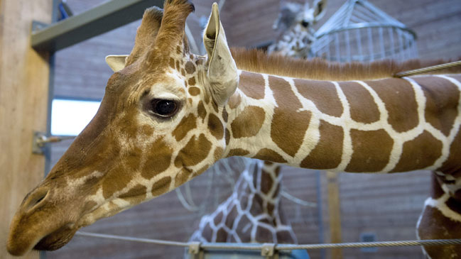 Ecologistas rusos protestaron ante embajada danesa por sacrificio de jirafa