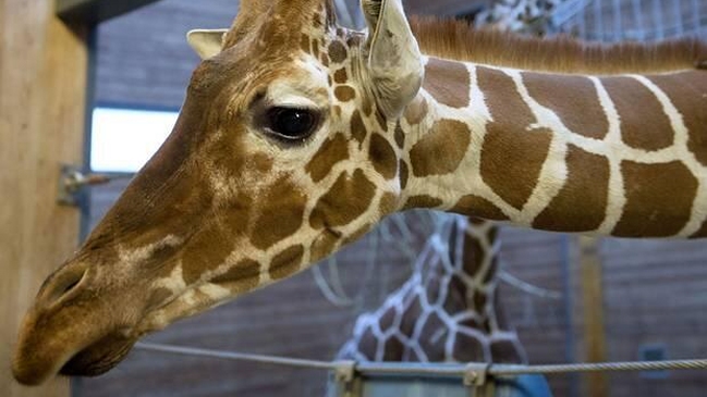 Otra jirafa corre riesgo de ser sacrificada en Dinamarca