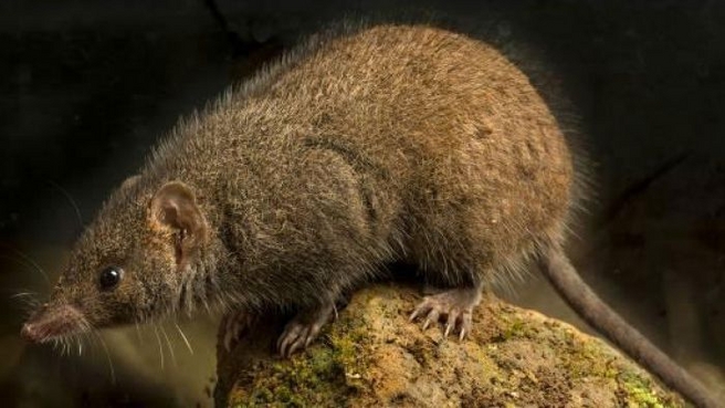 Descubren una nueva especie de marsupial con un frenético hábito reproductivo