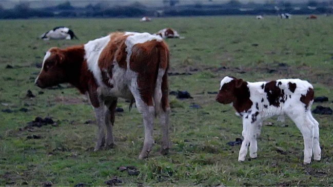 Minagri: Robo de animales cayó un 17,7 por ciento durante 2013