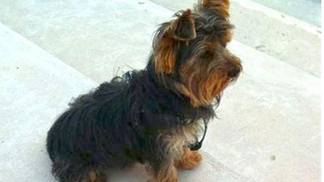 Hombre deberá pagar 200 euros por lanzar perro a un árbitro