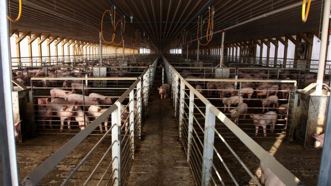 Vecinos de Lago Rapel se unen para rechazar planta de cerdos