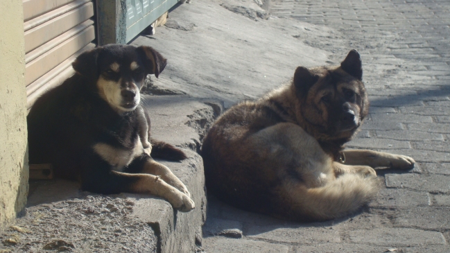 Coreano vendía carne de perro a supermercado argentino