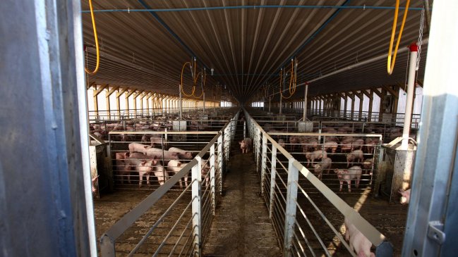 Corte Suprema rechazó recurso de vecinos contra planta de cerdos en Tiltil