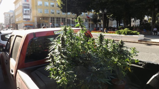 PDI detuvo a joven por cultivo indoor de seis plantas de cannabis en Valdivia